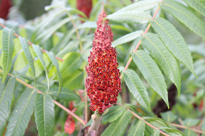Sumac.