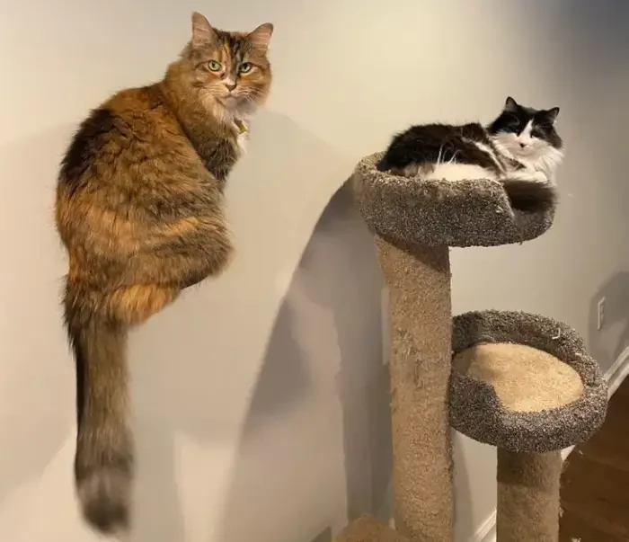 19. It's a floating cat!