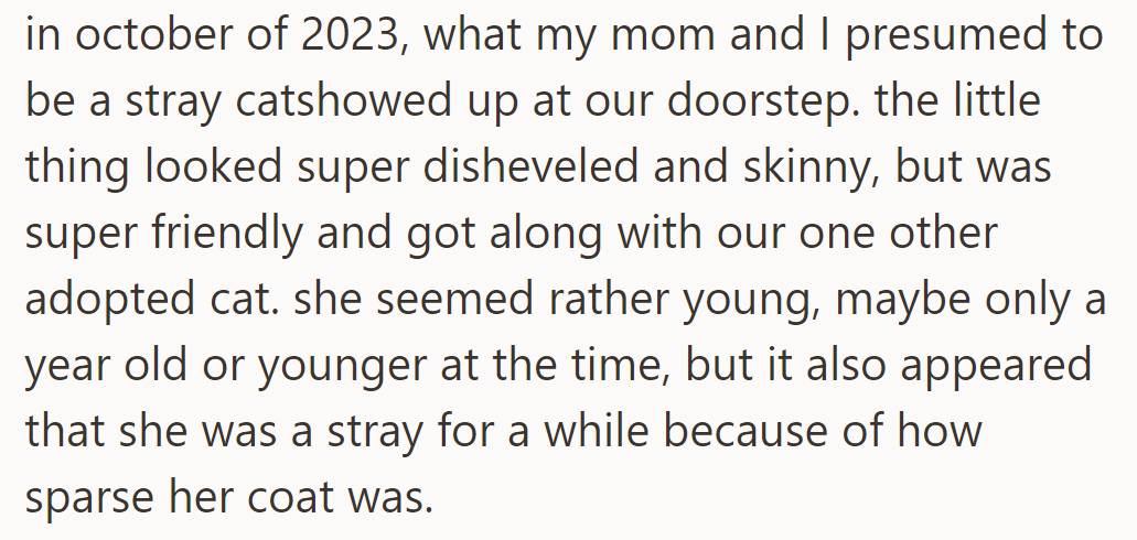 In October 2023, a stray cat arrived, and OP bonded quickly with it. She seemed young, with a sparse coat hinting at life on the streets.