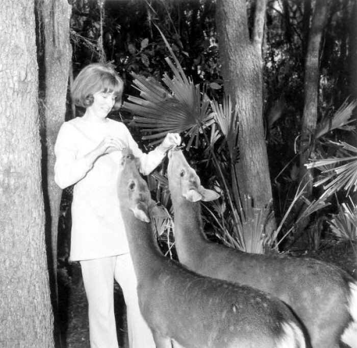 "Woman Feeding Deer At The Masterpiece Gardens, Lake Wales, Florida, 1971"