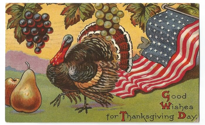 11. An American turkey?