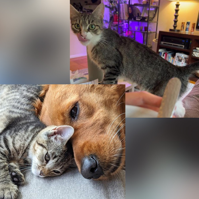 In the upper right corner, there's Swiftie, accompanied by Karma, her adorable kitten, and a friendly canine companion named Bailey.