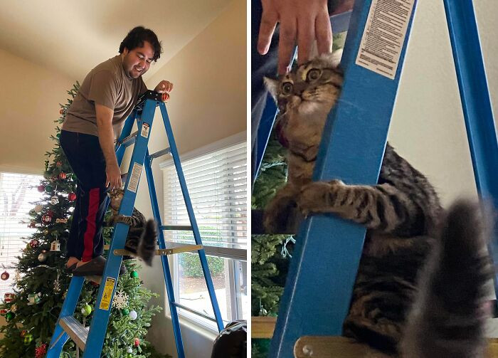 "My Indoor Cat’s First Time Experiencing Heights & He Instantly Regretted It 😂"