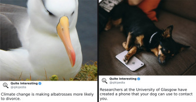 50 Pictures Of Random Facts That Are Totally Fascinating And Informative Have Been Shared By Twitter's "Quite Interesting"