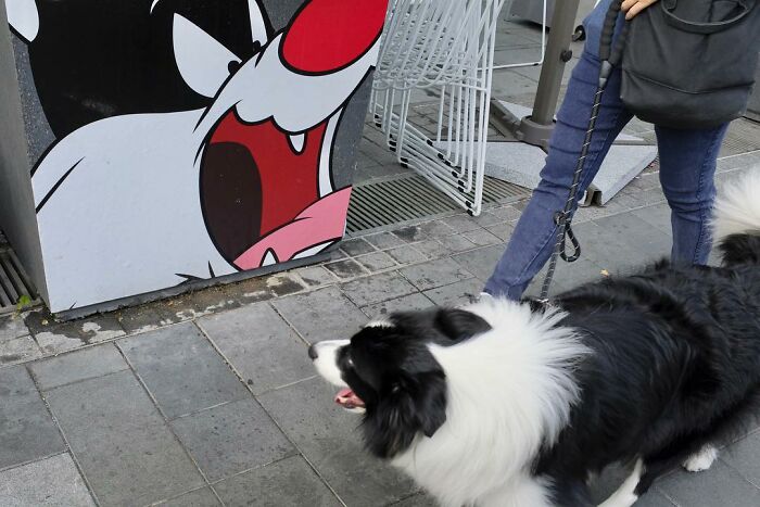6. It's a dog versus dog battle