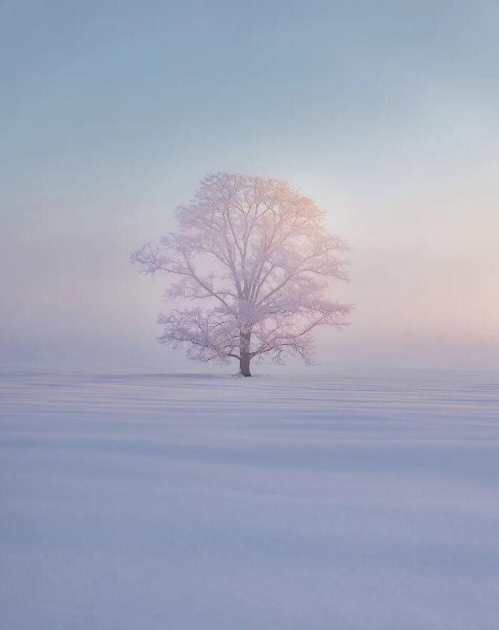 The Snow & Ice Award: The Harunire Tree (Nakagawa District, Hokkaido, Japan), By Kung-Fu