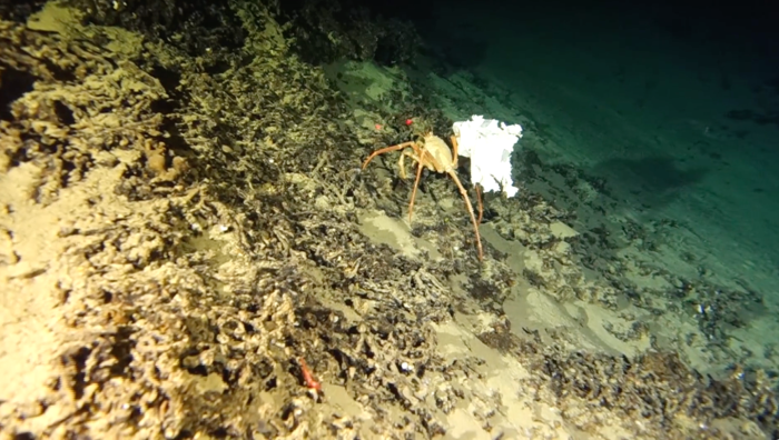 Researchers survey a deep underwater canyon at 3,281 feet depth