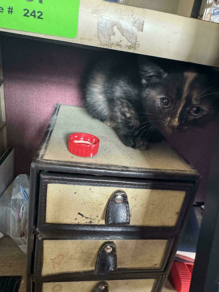 "Customer Got Routine Service, We Got Cat Wedged Next To Fuse Box. Found It In A 2014 Chevy Cruze"