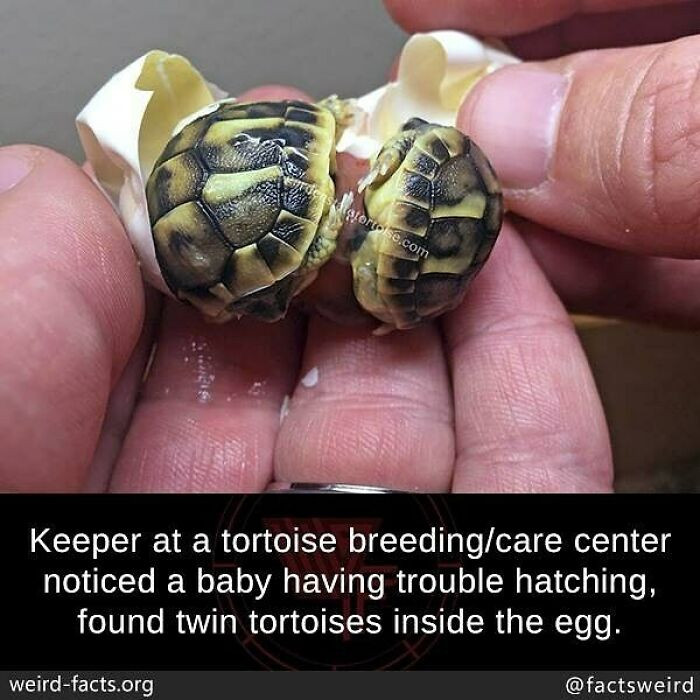 45. A pair of tortoise hatchlings were found in one egg