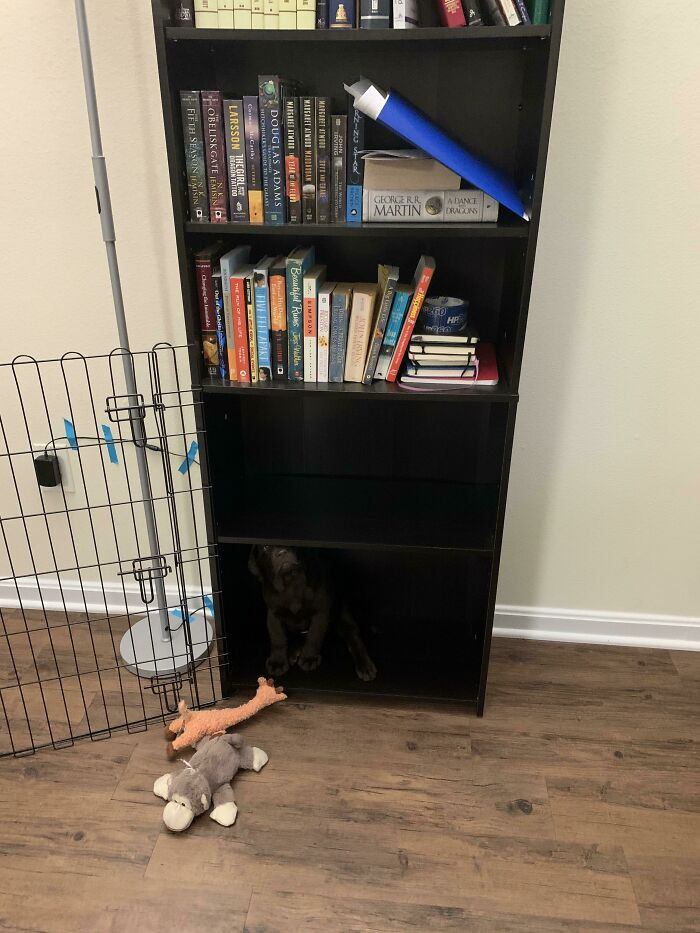 "I was looking for my dog everywhere... Turns out she blends into the bookshelf."