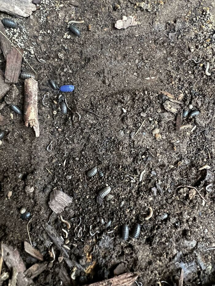 "Never Seen A Blue Roly Poly Before"