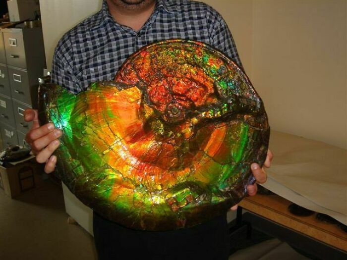 "A Rare Opalized Ammonite Fossil"