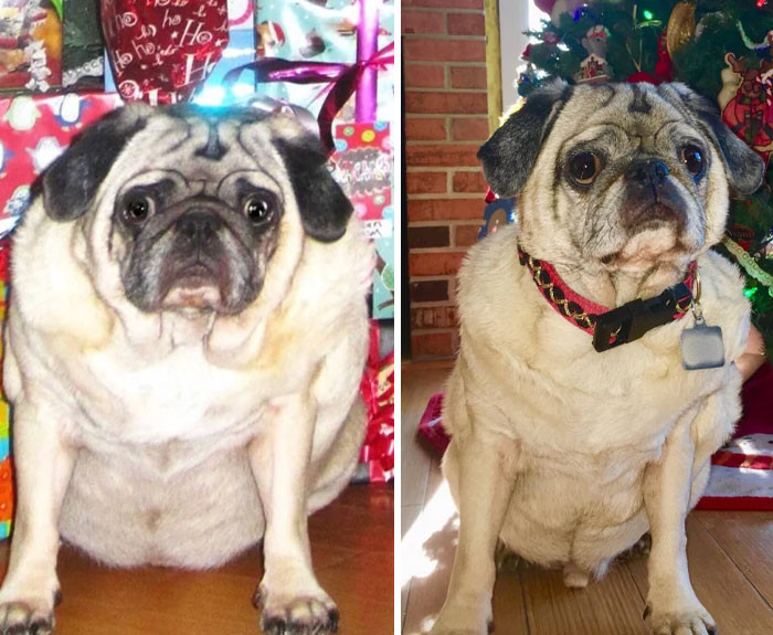 "M/10/13” [32lbs -> 26 Lbs] 8 Months Later, Puggy Feels So Much Better"