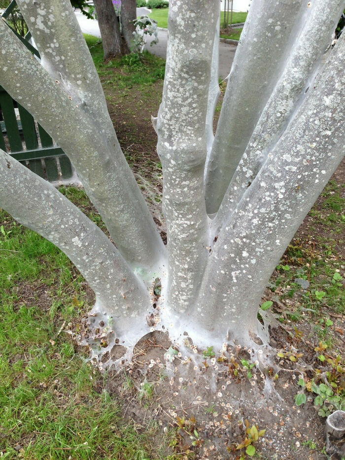 I Saw A Post Here Before About A Tree That Was Covered With Web Made By Some Kind Of Larvae. I Was Skeptical About That, Until Today