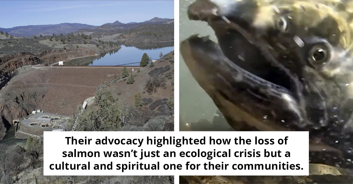 Salmon Return Home After Historic Dam Removal Transforms Klamath River