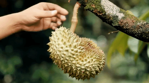 17. Durian