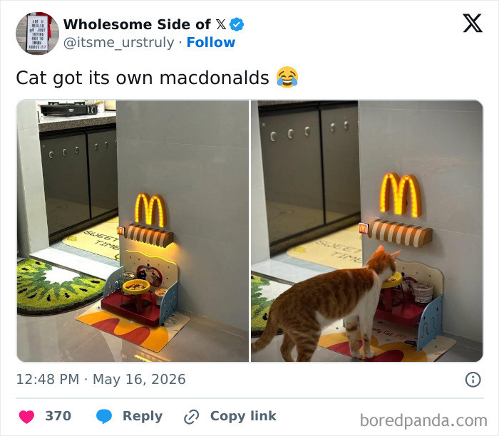 "This Cat Pulling Up To Its Own Tiny McDonald's For Dinner Is Taking Me Out"