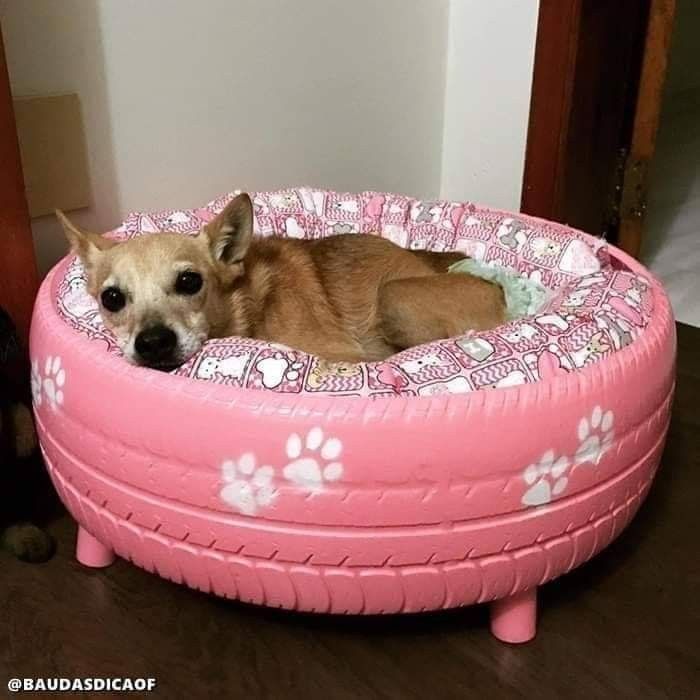 An old tire as your pet's bed