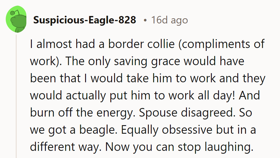 Seems like they narrowly avoided a Border Collie CEO situation. Beagle antics make for a different kind of comedy show!