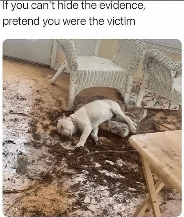 25. This is only natural for a puppy to deflect blame. You must believe the puppy at all costs.