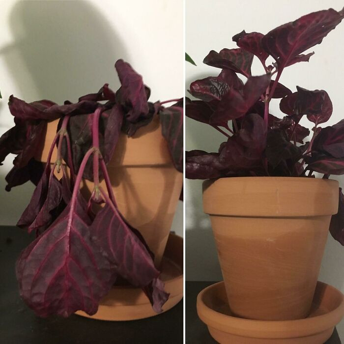 "Watering And About An Hour After Watering"