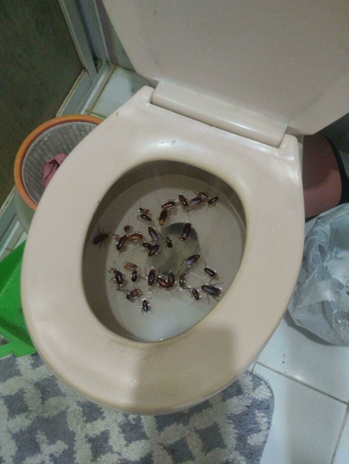 30. Staying At My Grandmother's House For A Bit, I Opened Up The Toilet And Was Greeted By This