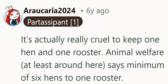 Turns out the rooster wasn’t just loud, he was outnumbered.