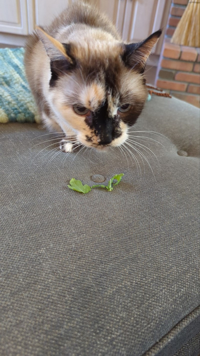 9. This cat's owner says their favorite snack is... arugula.