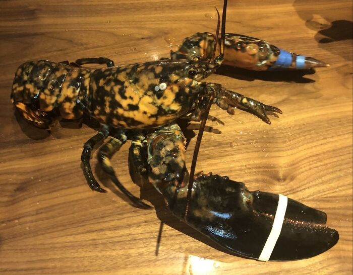 "Rare 1 In 30 Million 'Calico' Lobster Saved From Red Lobster Kitchen"