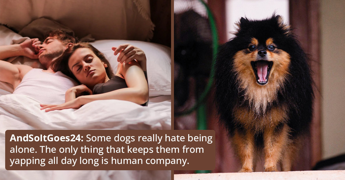 Redditor Has No Choice But To Escalate The Neighbors' Barking Dog Issue, Asks If They Are Wrong For Doing So