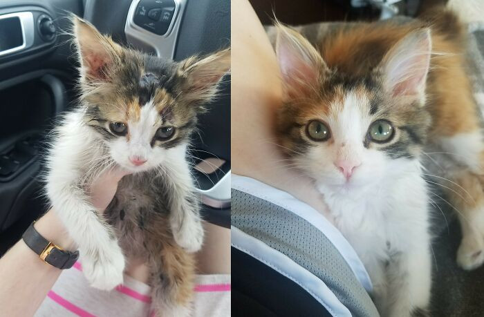 "This Is Moss. She Ran In Front Of My Car On The Highway One Month Ago. Lots Of Love, Care And Play Later, She Has Stolen Our Hearts"