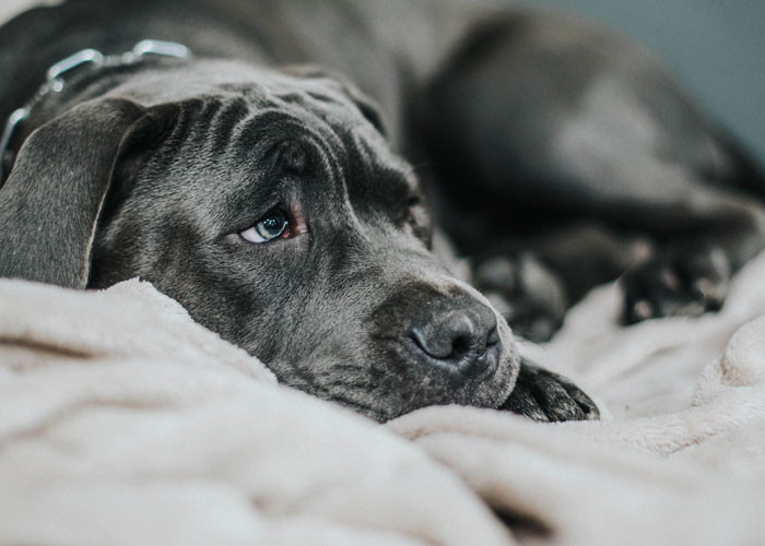 1. Mean to animals or service workers