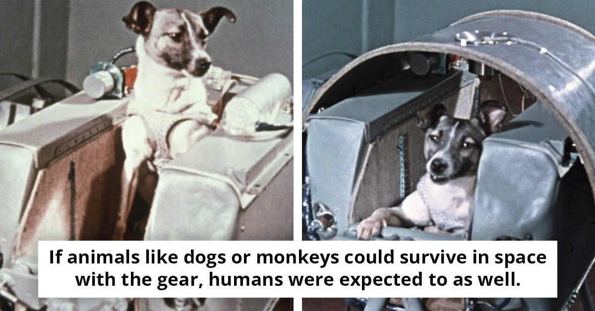Newly Unveiled Heartbreaking Truth Behind the First Canine Astronaut's Journey to Space