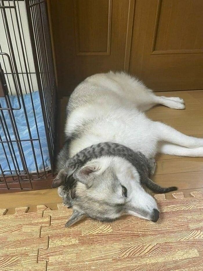 9. The dog just accepted his new fashion accessory