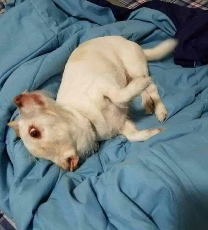 1. What a weird animal