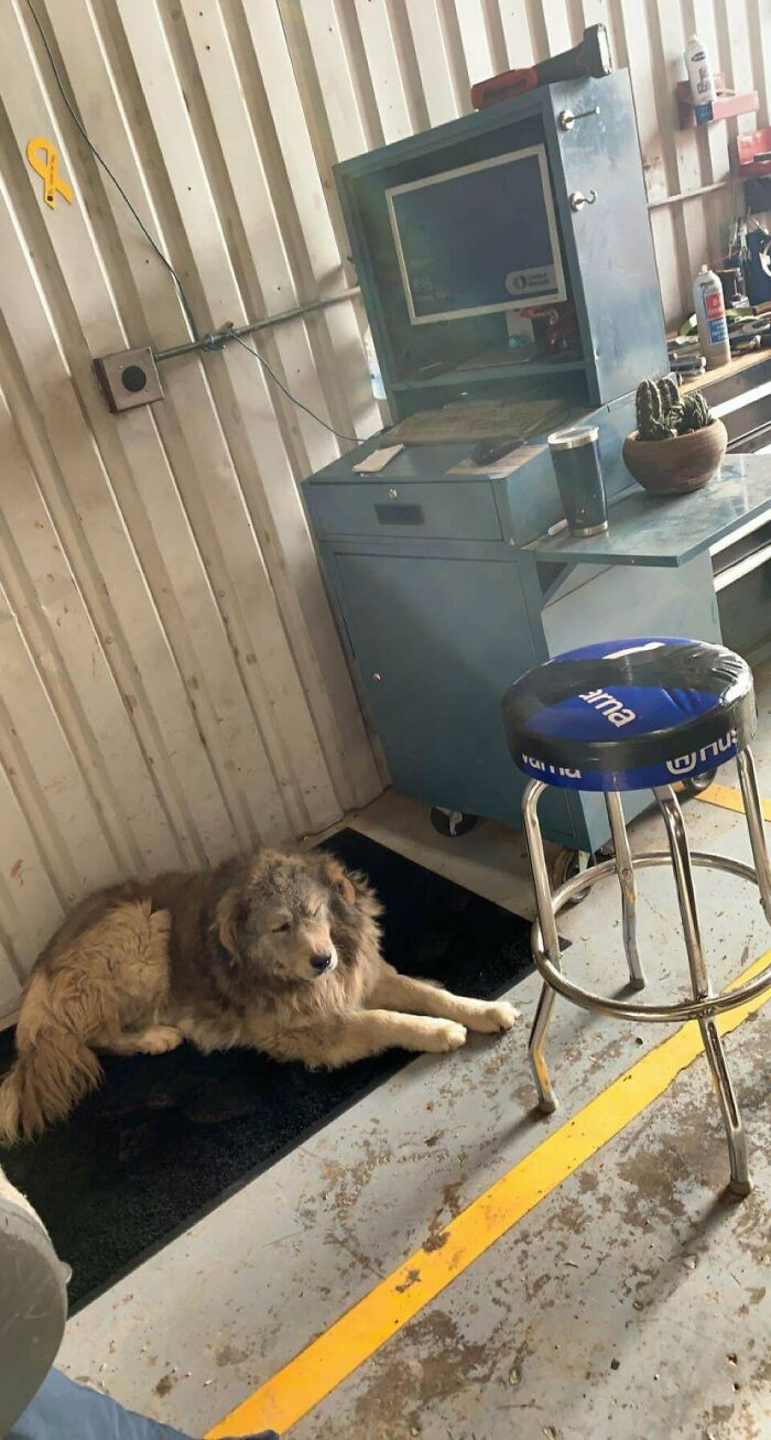 4. This Stray Hung Out In The Yard Over The Weekend Then Rolled In My Bay. Now He’s Mine