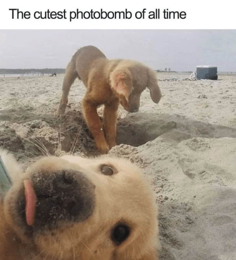 2. Move over, humans—this pup just set the bar for photobombs.