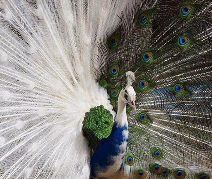 "Very Rare Semi-Albino Peacock"