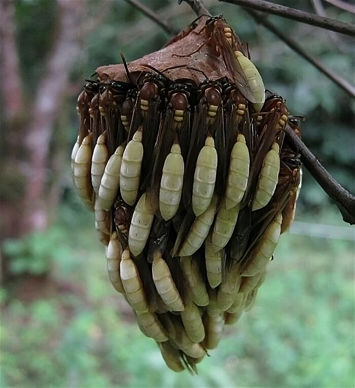 19. Apoica Wasp Nest