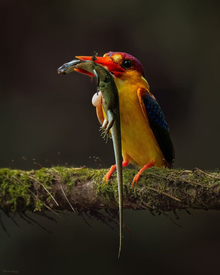Oriental Dwarf Kingfisher