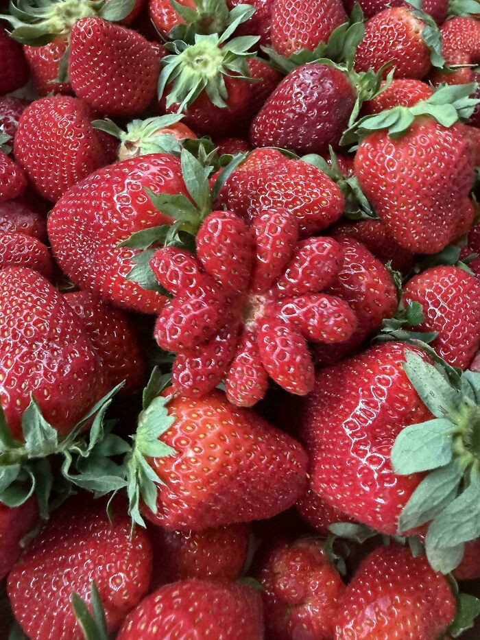 "Strawberry Fasciation"