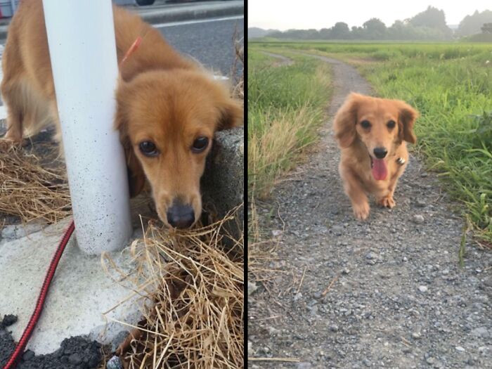 "Metalle Was Found Abandoned In A Park 3 Years Ago"