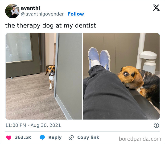 "Therapy Dog"