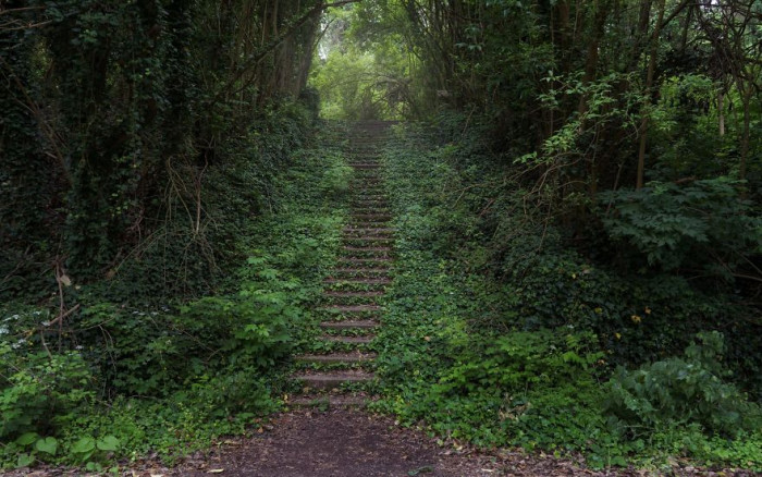 2. This looks so surreal with nature growing over it.