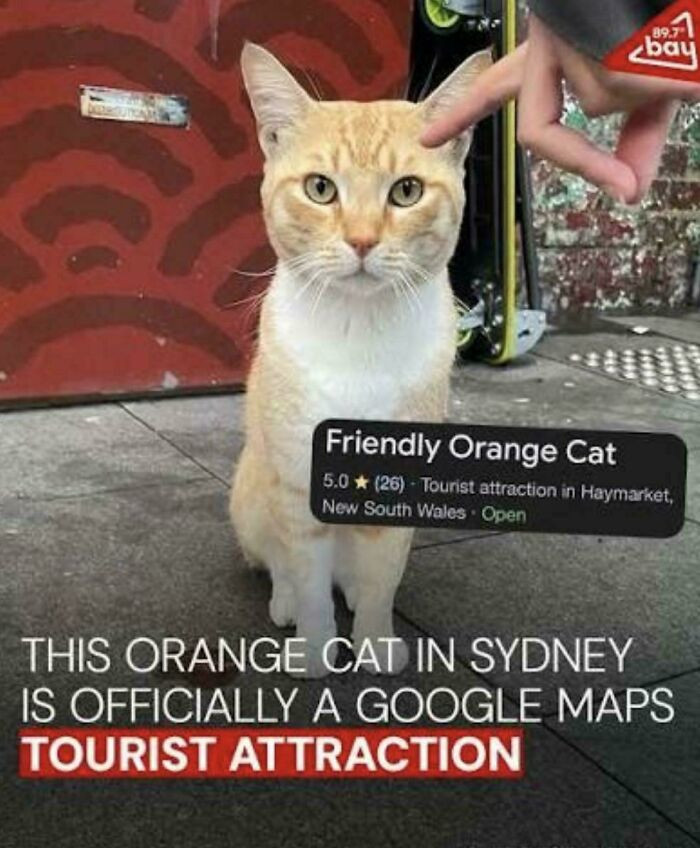 "A friendly orange cat in Sydney’s Haymarket became so beloved by locals that it now has its own pin on Google Maps."