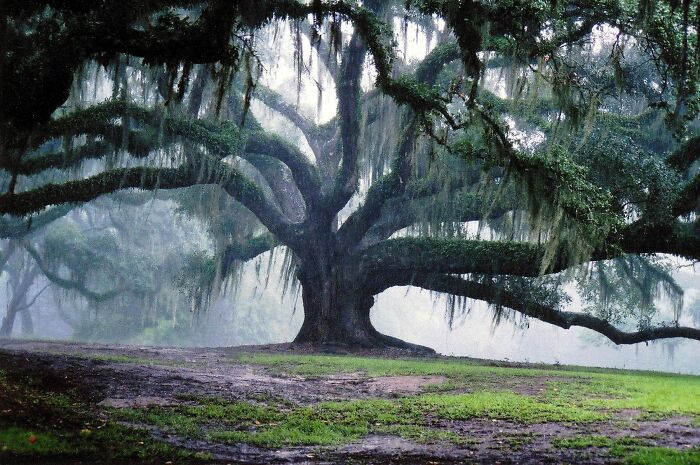 3. A 350-year-old oak tree looking magnificent!