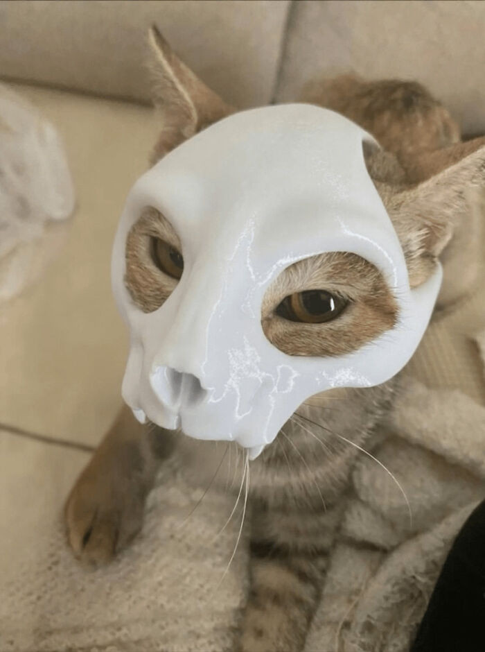 "I Designed And Printed A New Cat Skull Mask"