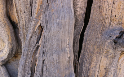 Methuselah: The 4,800-Year-Old Tree Older Than the Pyramids