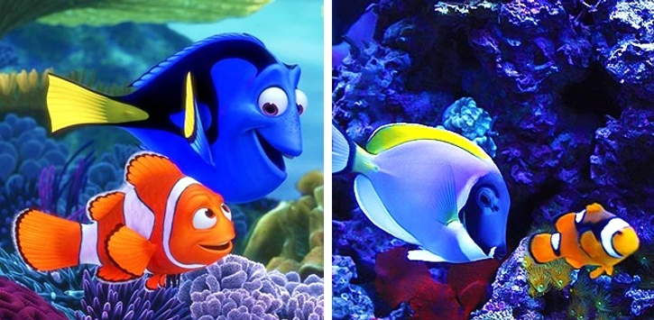 3. Marlin and Dory - Finding Nemo