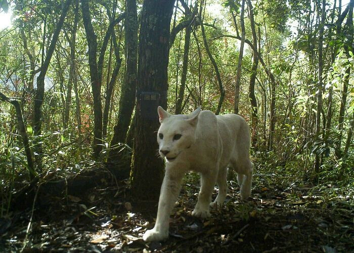 "White Mountain Lion Spotted In Brazil"